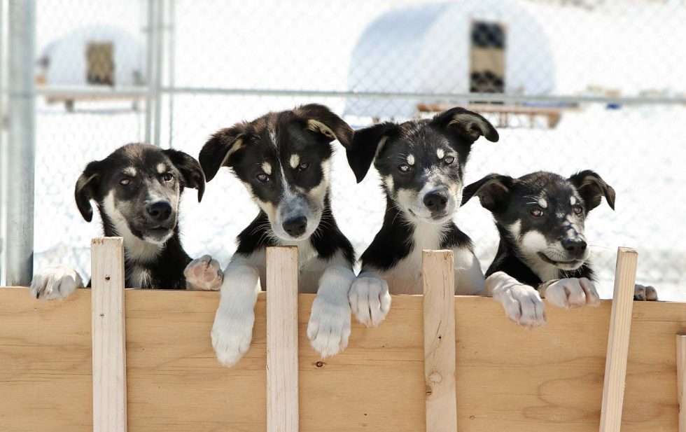 Sled Dogs | Alaska Icefield Expeditions - Glacier Dog Sledding in ...